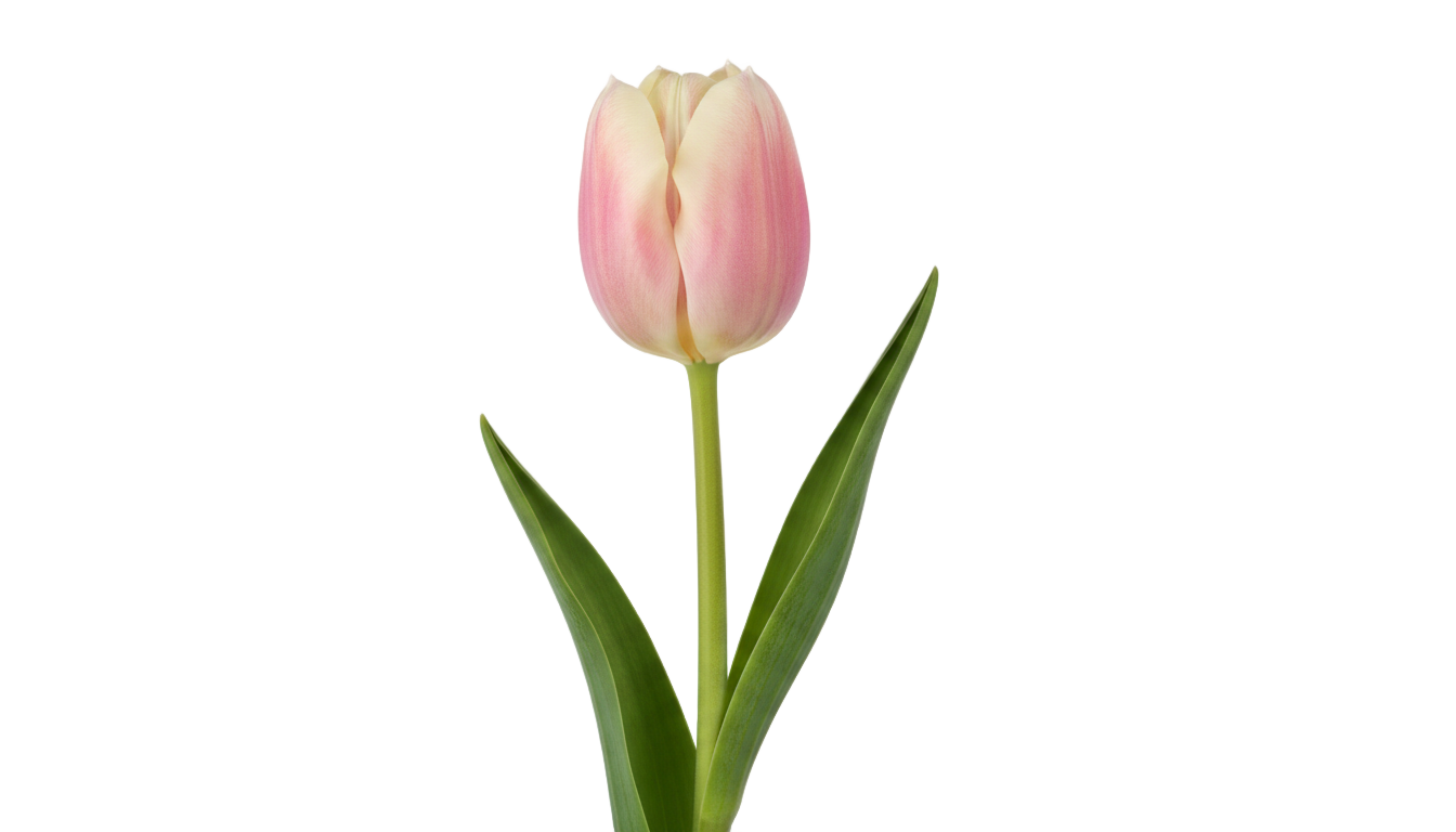 real tulip png PNG transparent background