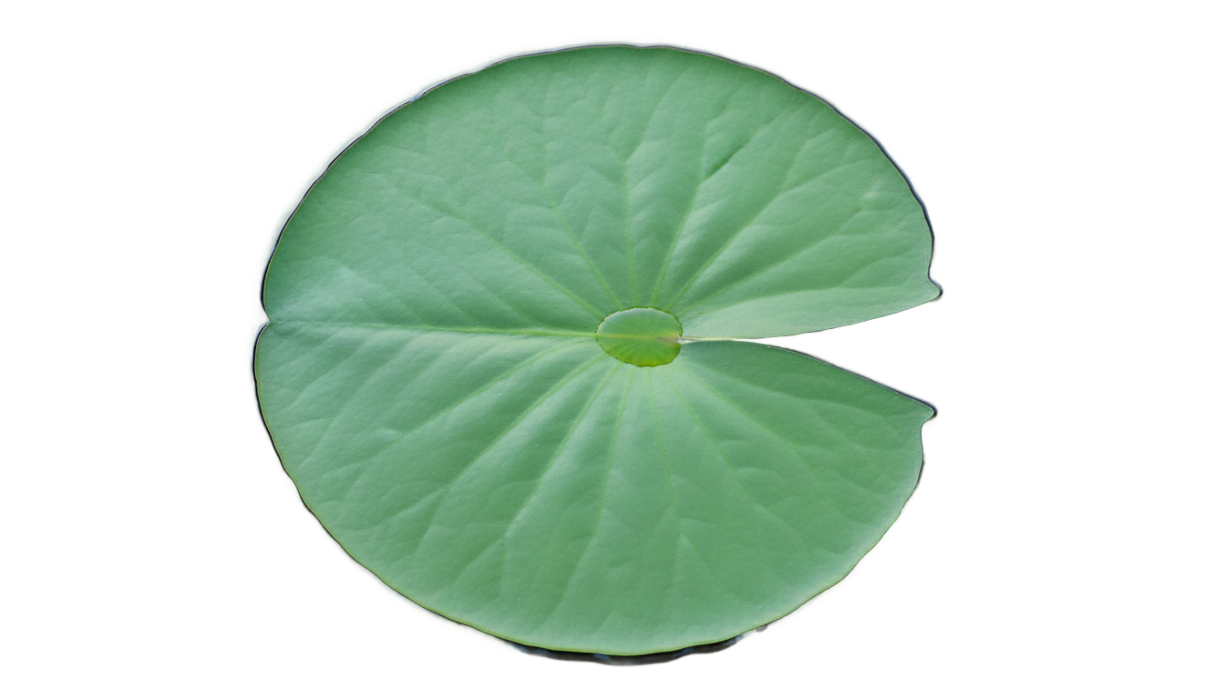 lily pad png PNG transparent background