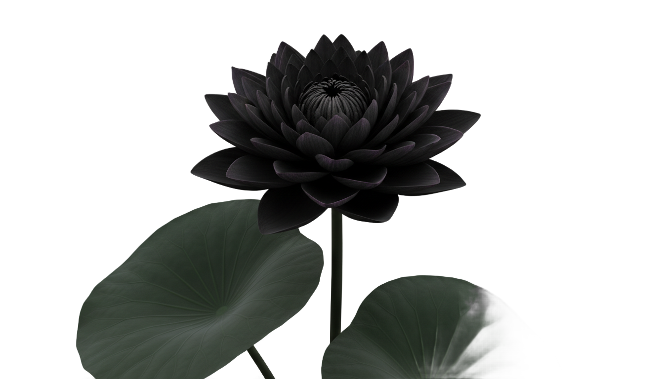 black lotus png PNG transparent background