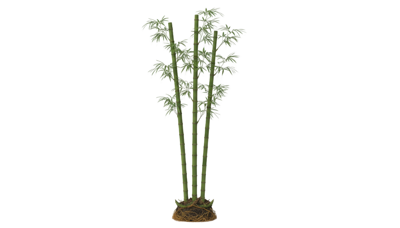 bamboo plants png PNG transparent background