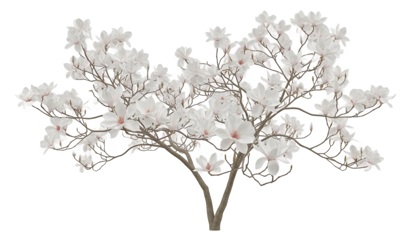 magnolia tree png white PNG transparent background