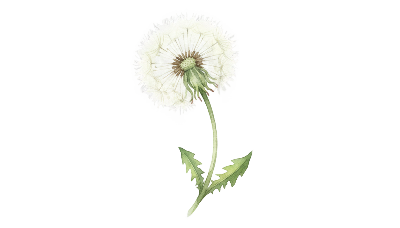 watercolor dandelion png PNG transparent background