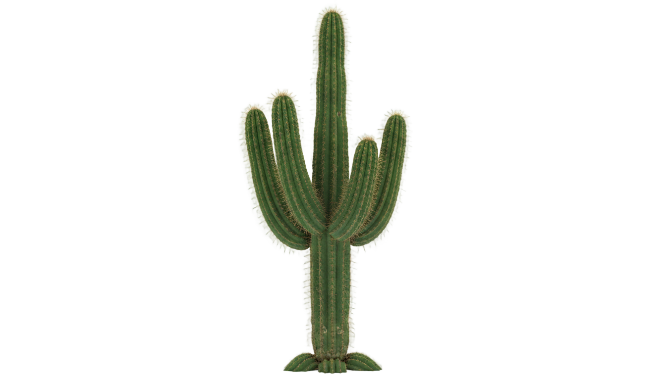 cactus en png PNG transparent background