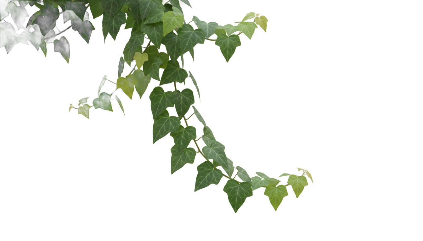 real ivy plants png PNG transparent background