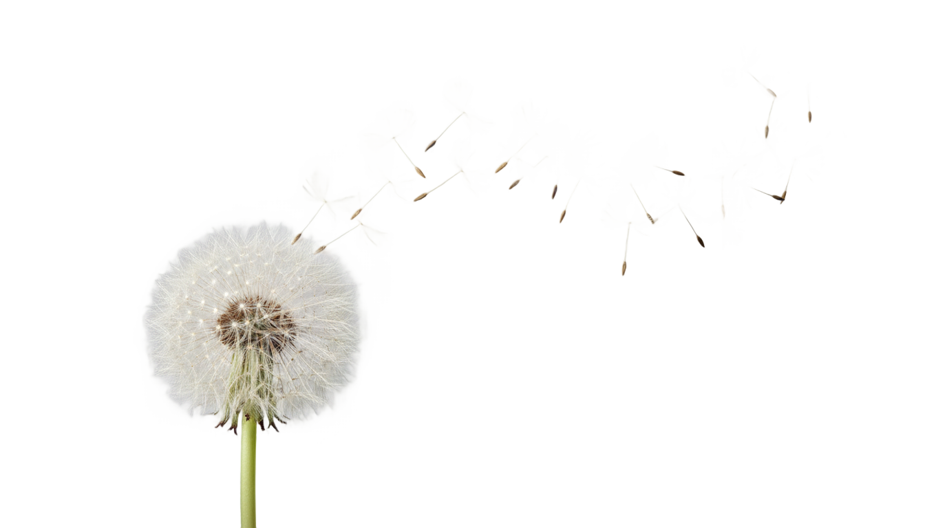 dandelion blowing png PNG transparent background