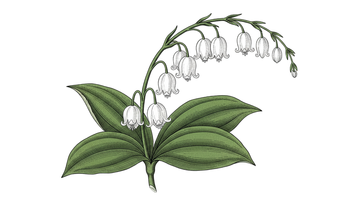 lily of the valley drawing png PNG transparent background