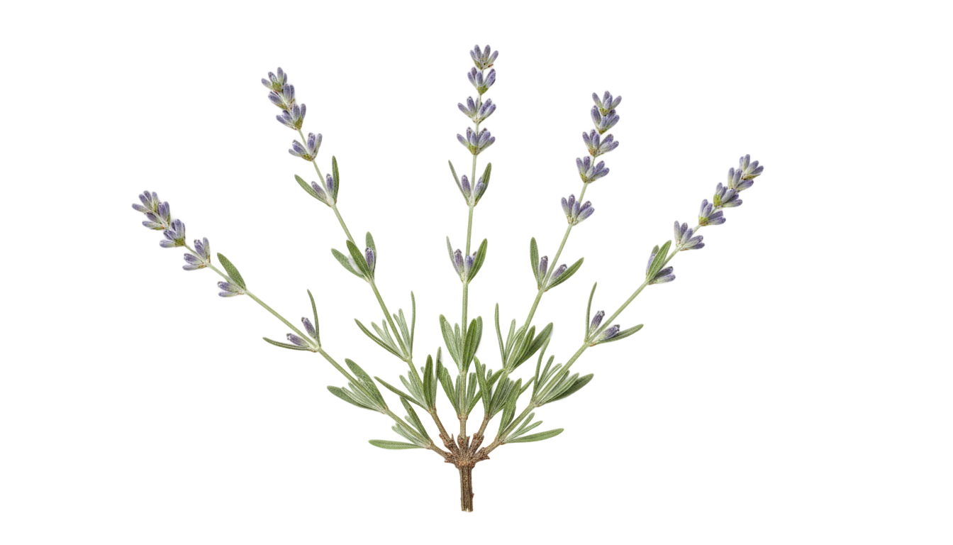 lavender leaves png PNG transparent background