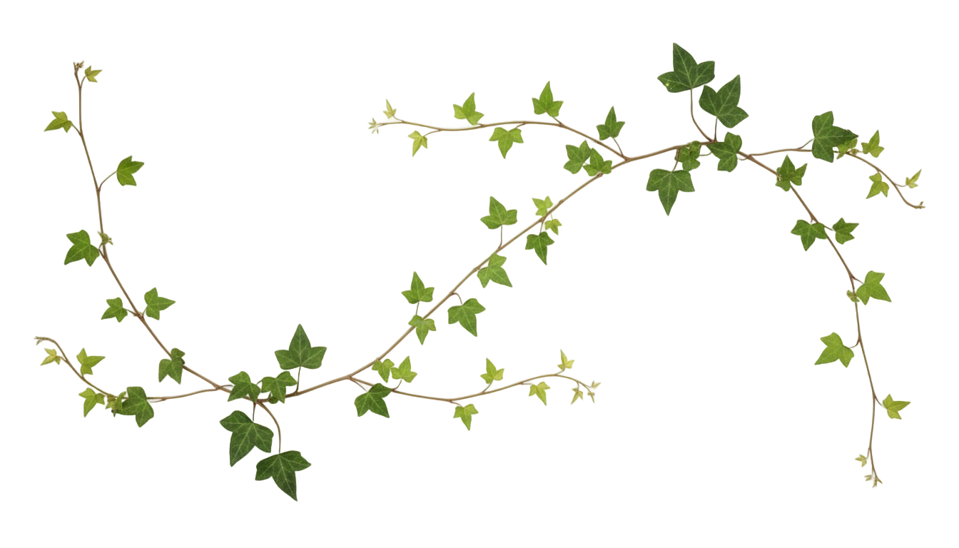 ivy drawing png PNG transparent background