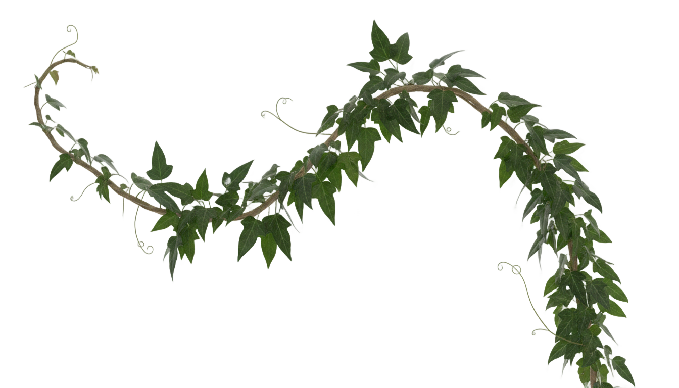 ivy leaves png PNG transparent background