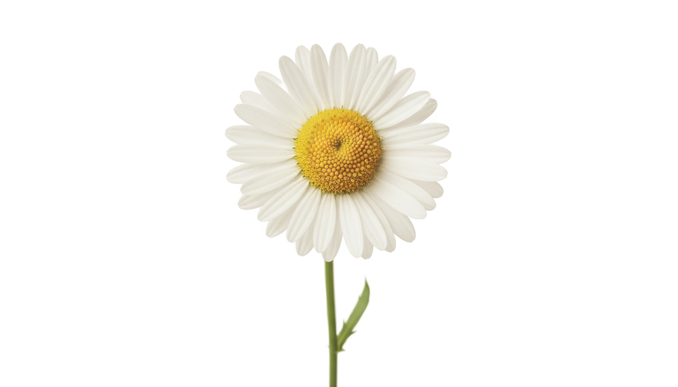 daisy png tumblr PNG transparent background