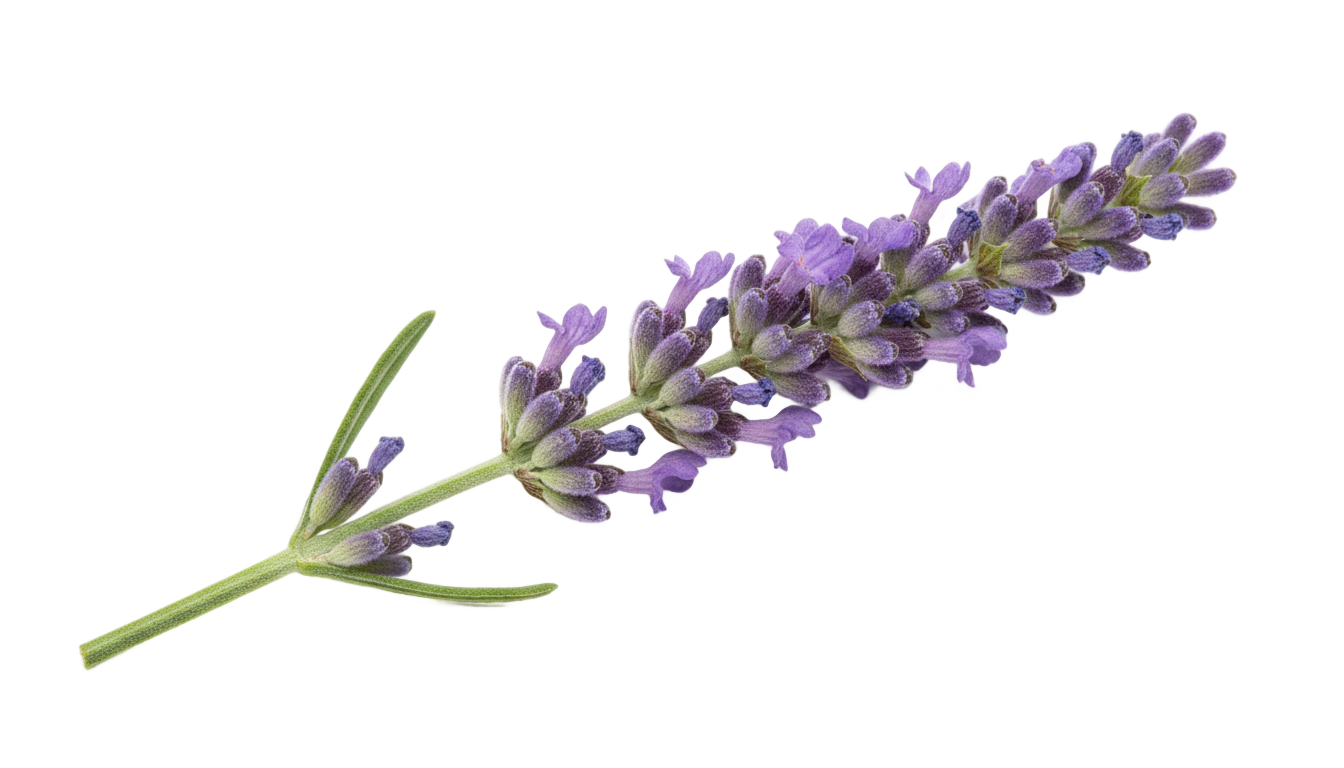 png lavender PNG transparent background