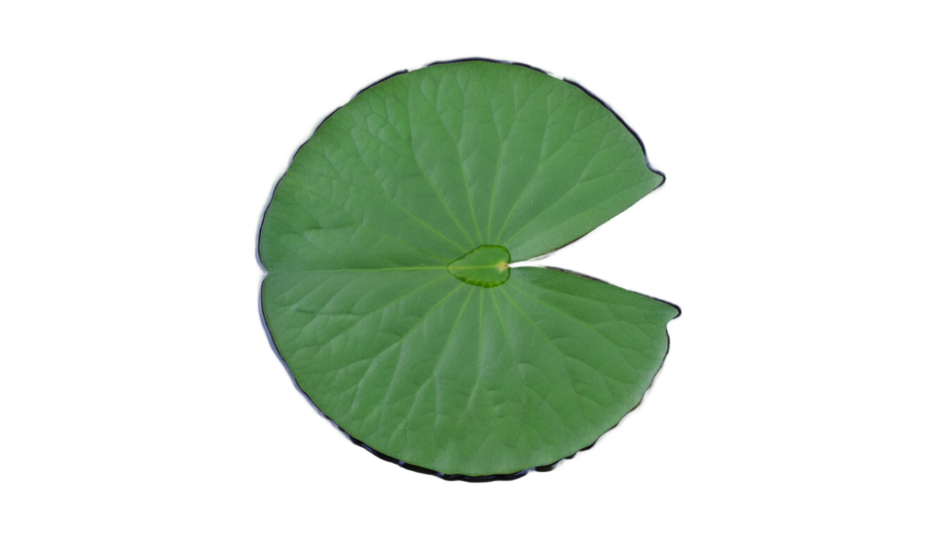 lily pad top view png PNG transparent background