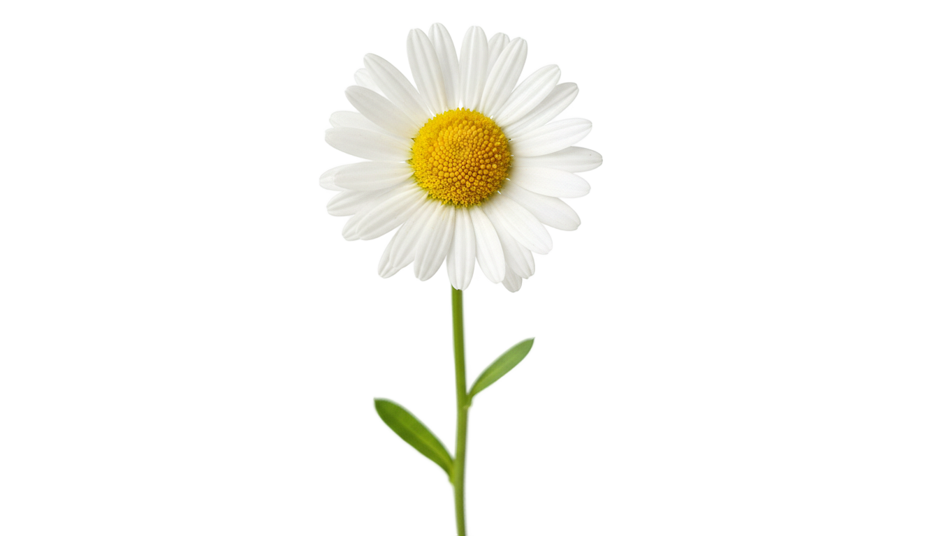 daisy clipart png PNG transparent background