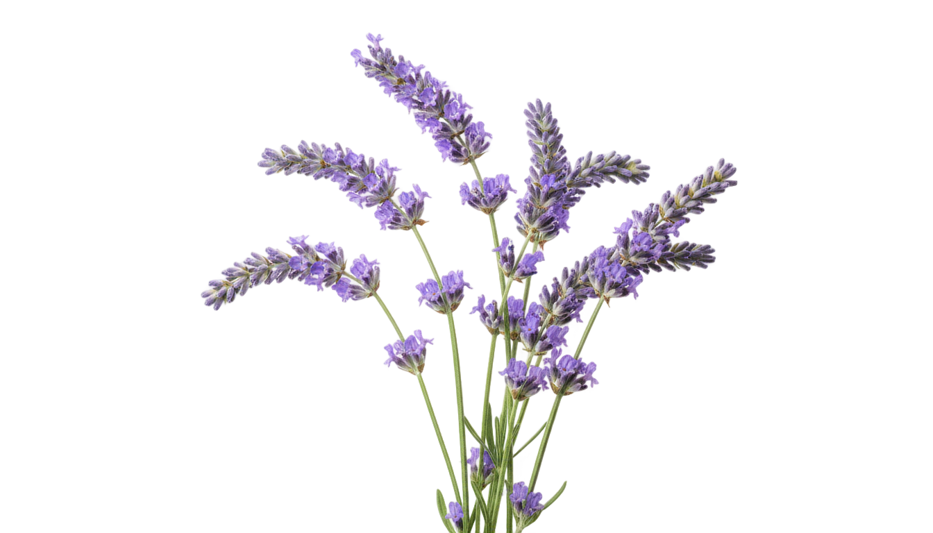 lavender illustration png PNG transparent background