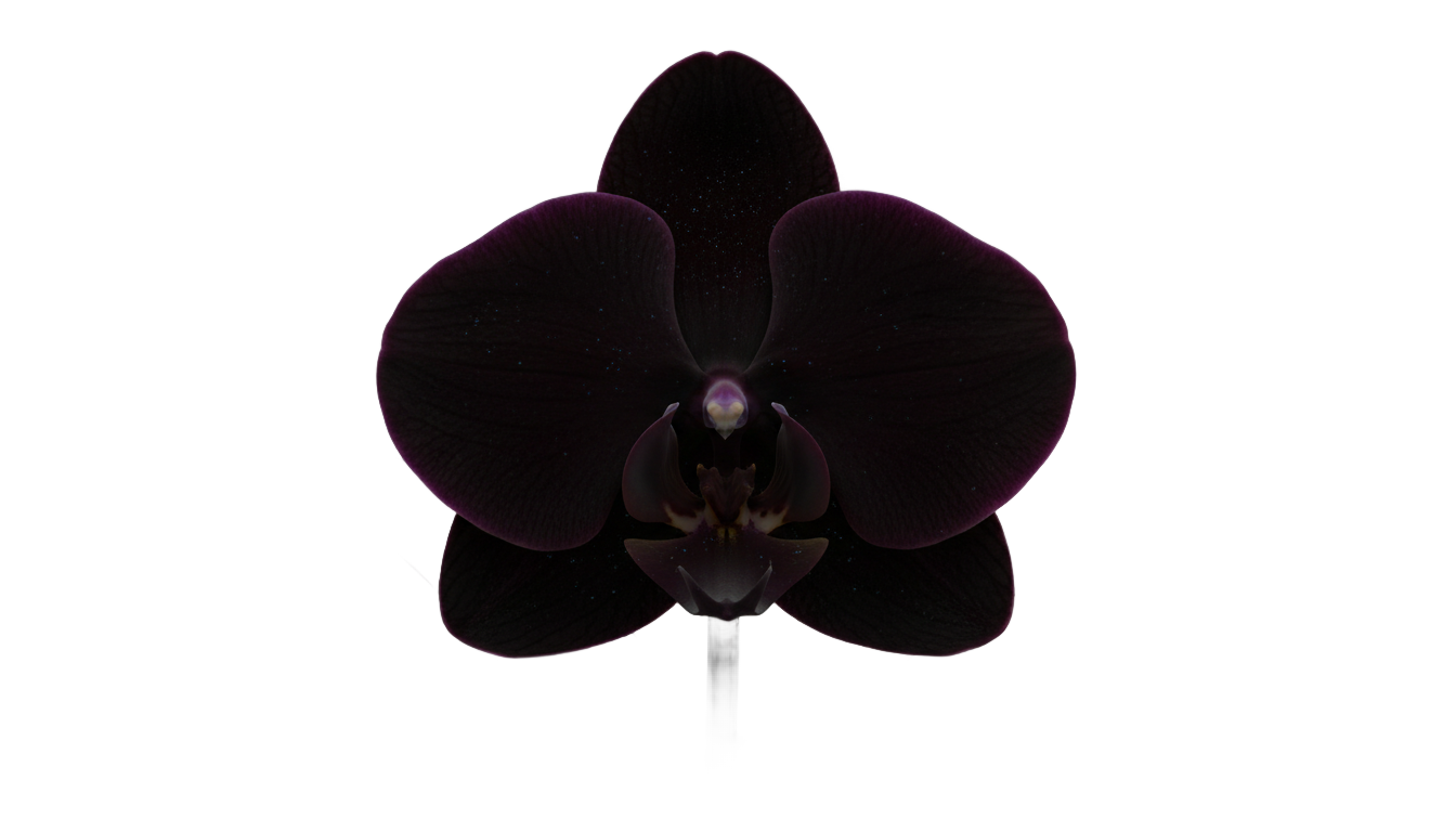 black orchid png PNG transparent background