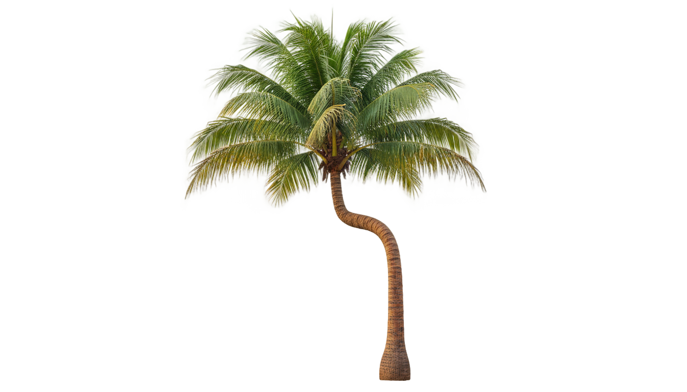 palm tree clip art png PNG transparent background