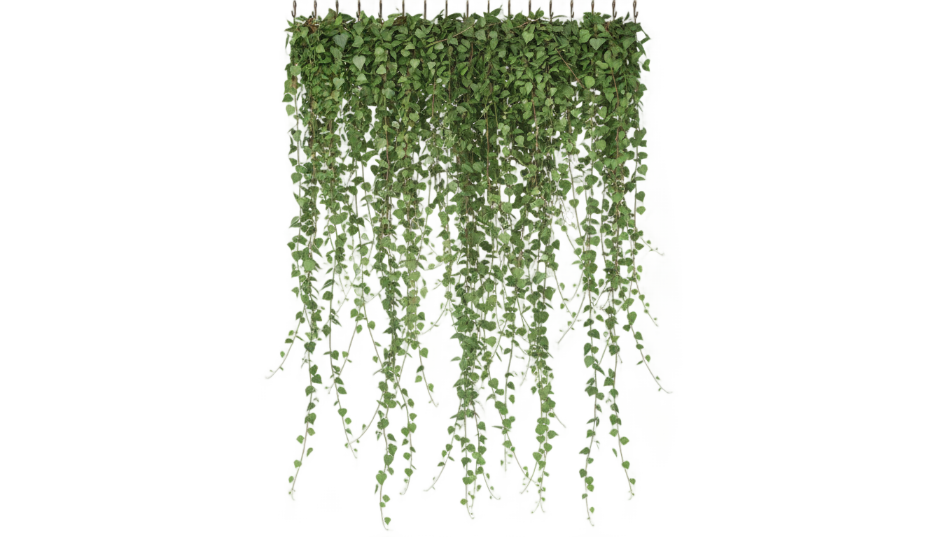 hanging ivy png PNG transparent background