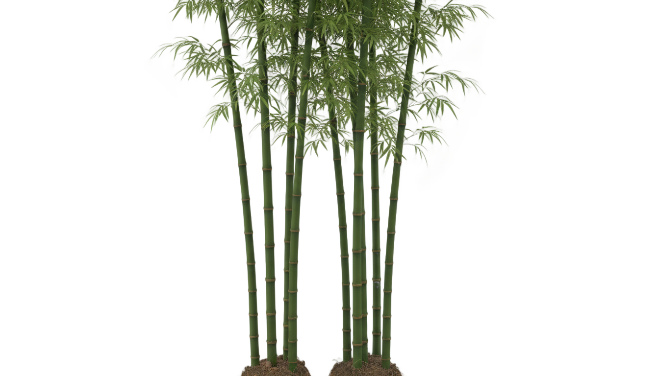bamboo cut out png PNG transparent background
