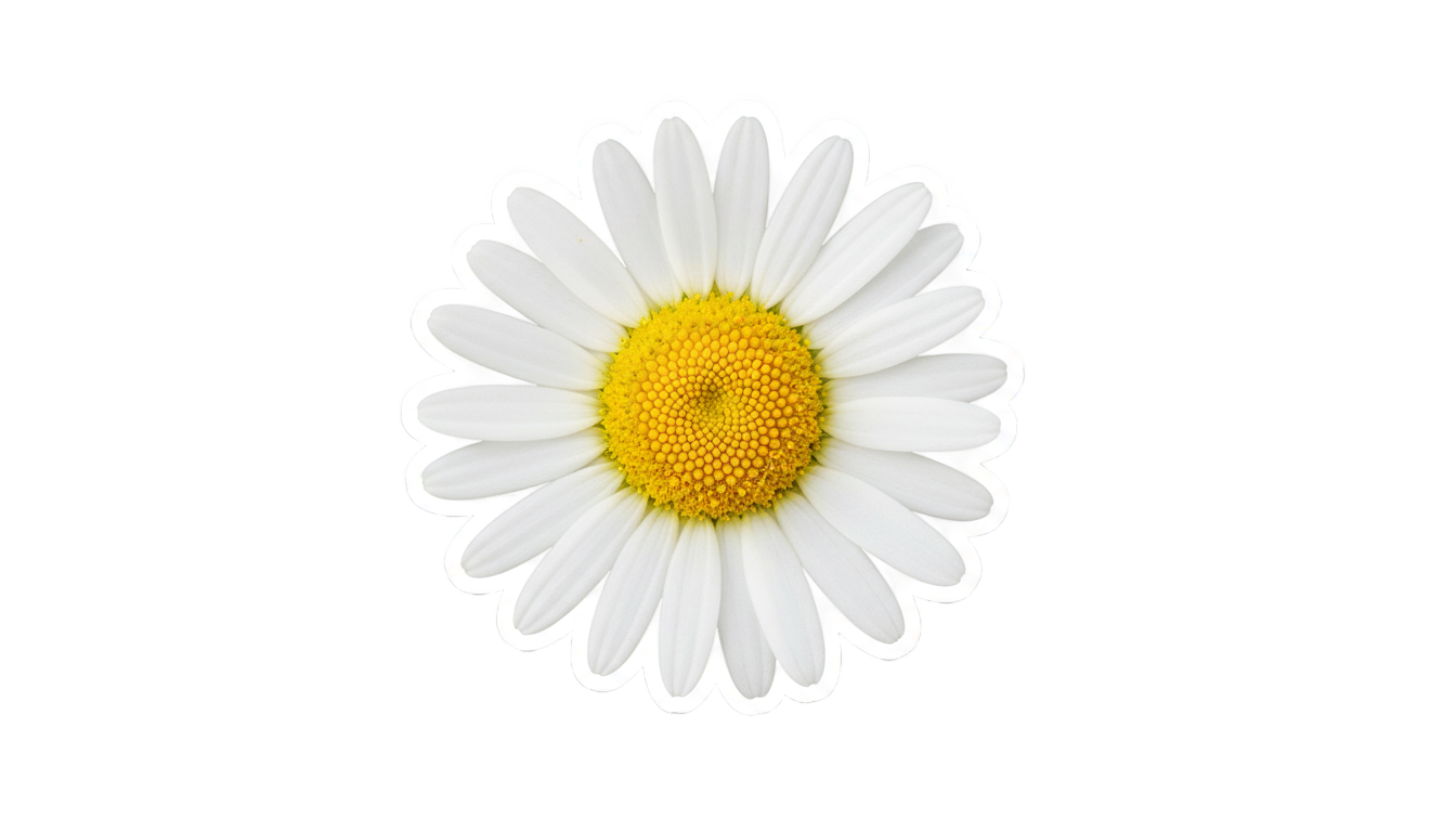 daisy sticker png PNG transparent background
