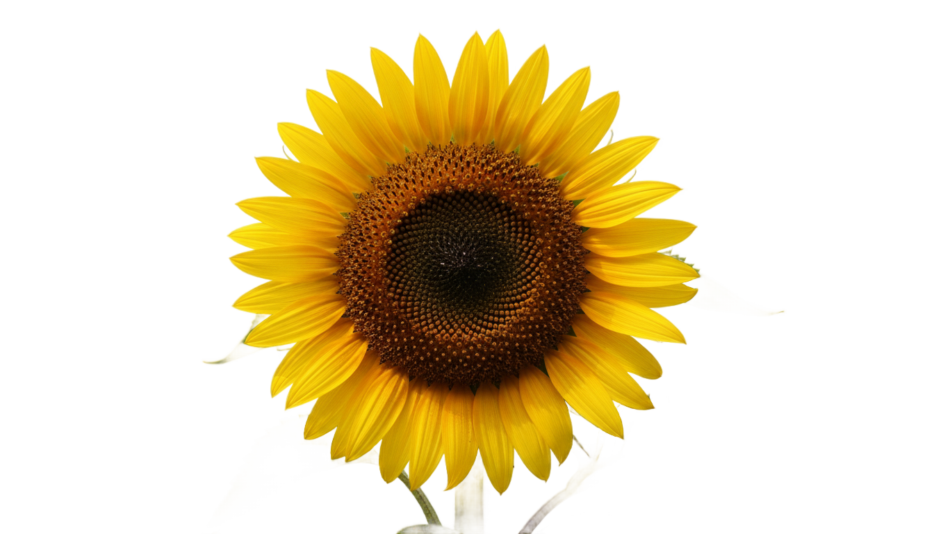 yellow sunflower png PNG transparent background