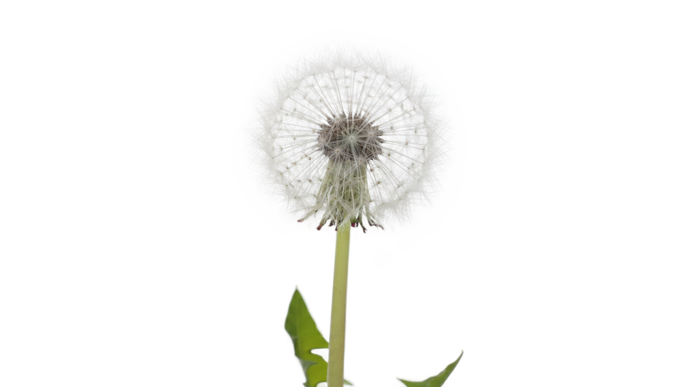 bunga dandelion png PNG transparent background