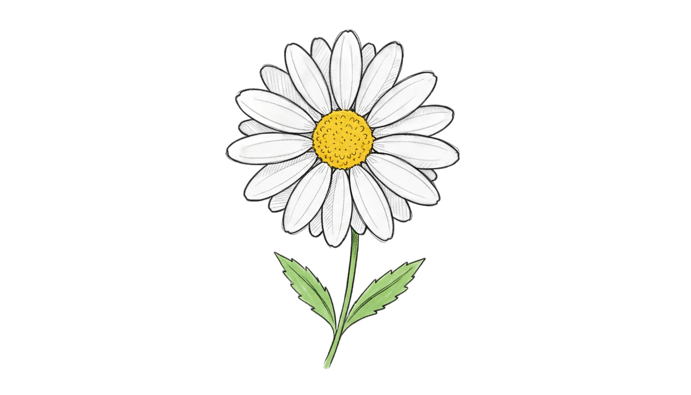 daisy drawing png PNG transparent background