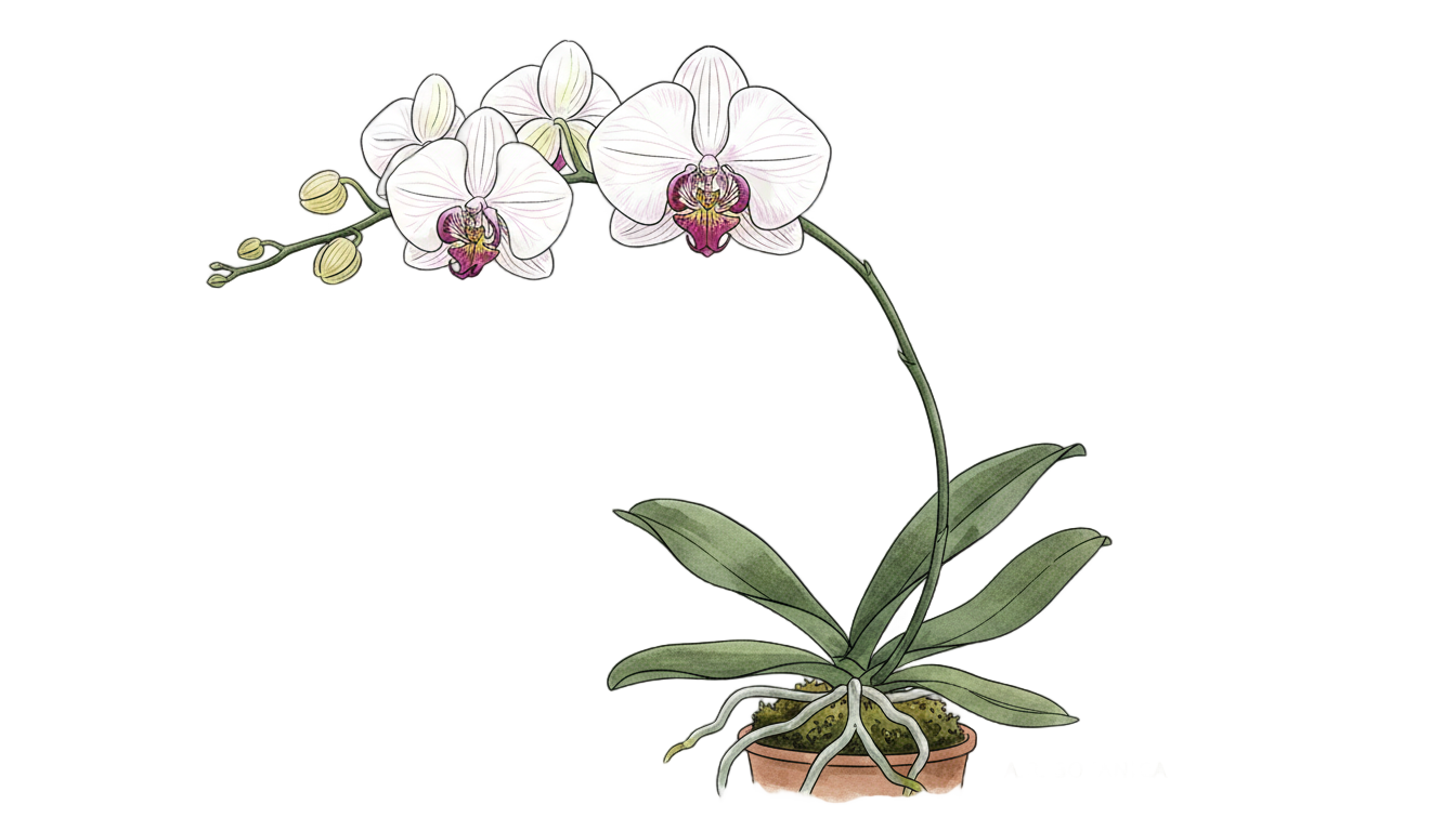orchid drawing png PNG transparent background