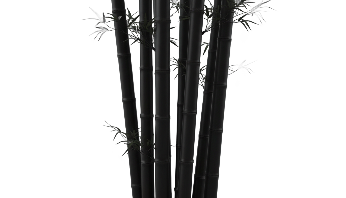 black bamboo png PNG transparent background