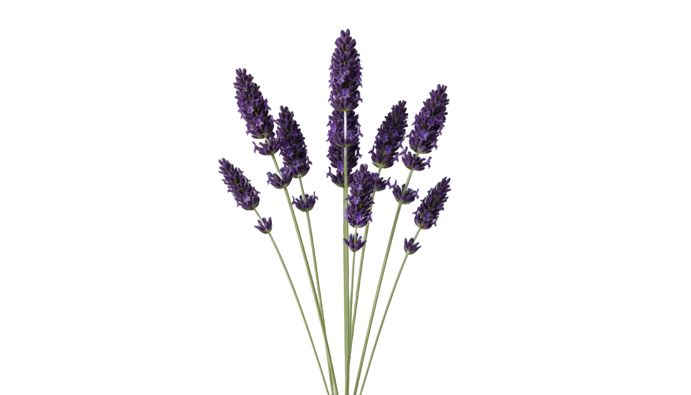 black lavender png PNG transparent background