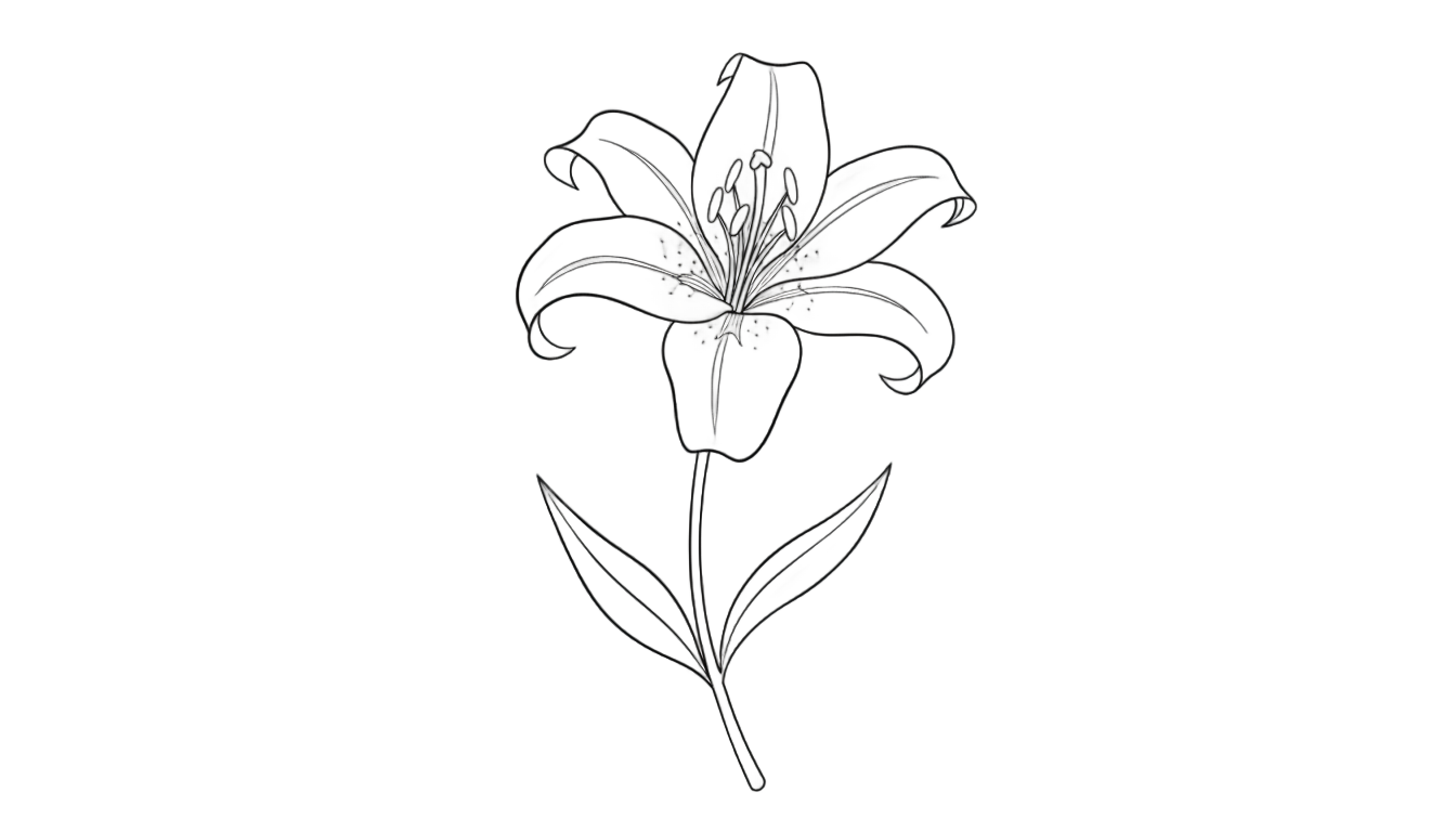 lily outline png PNG transparent background