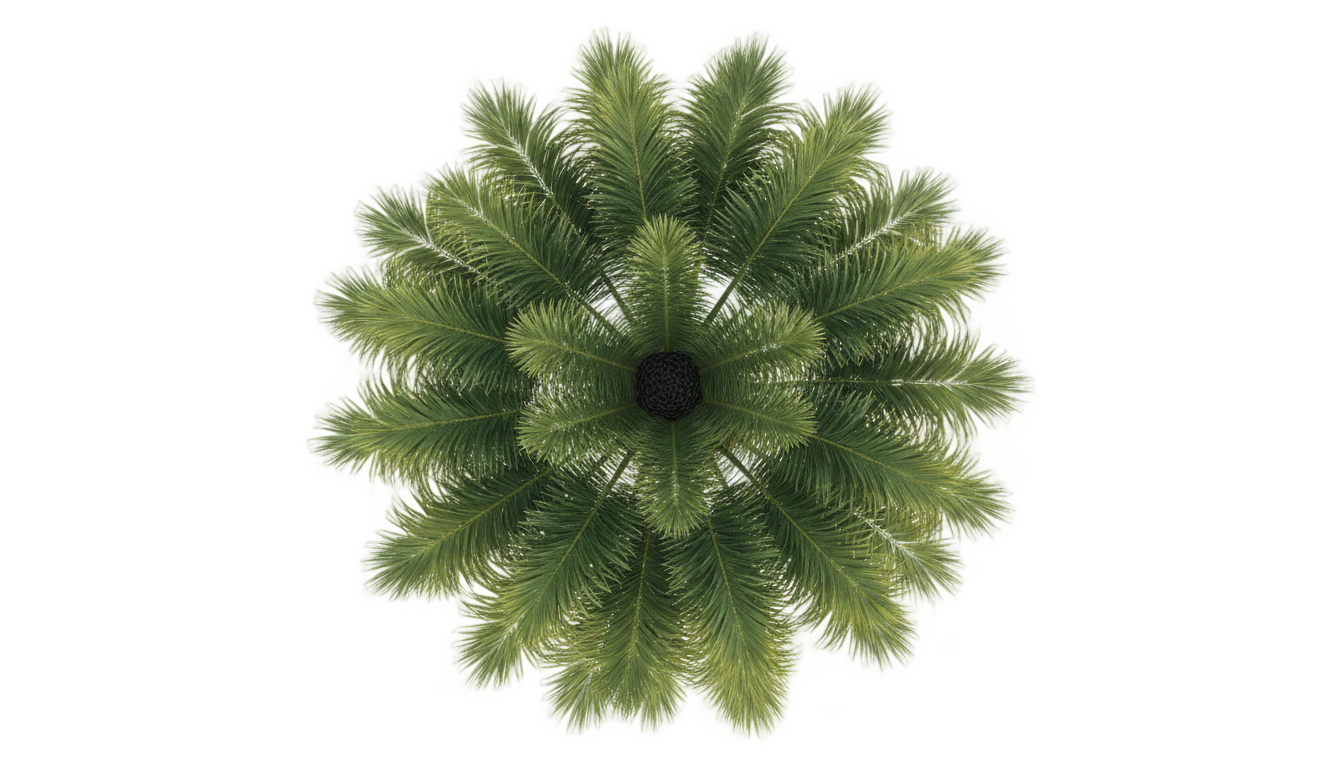architectural palm tree top view png PNG transparent background