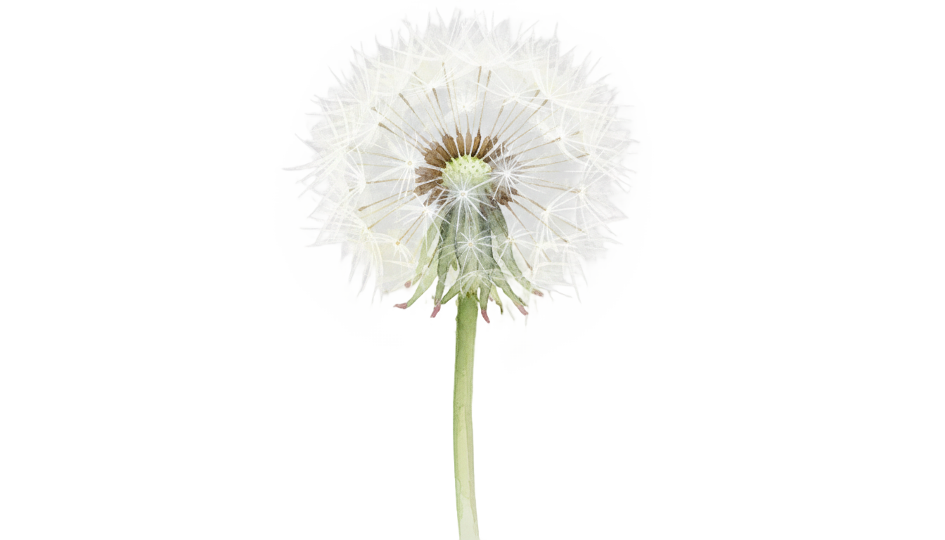 watercolor dandelion png PNG transparent background