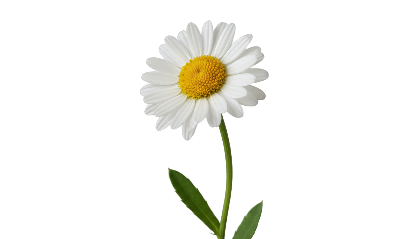 aesthetic daisy png PNG transparent background