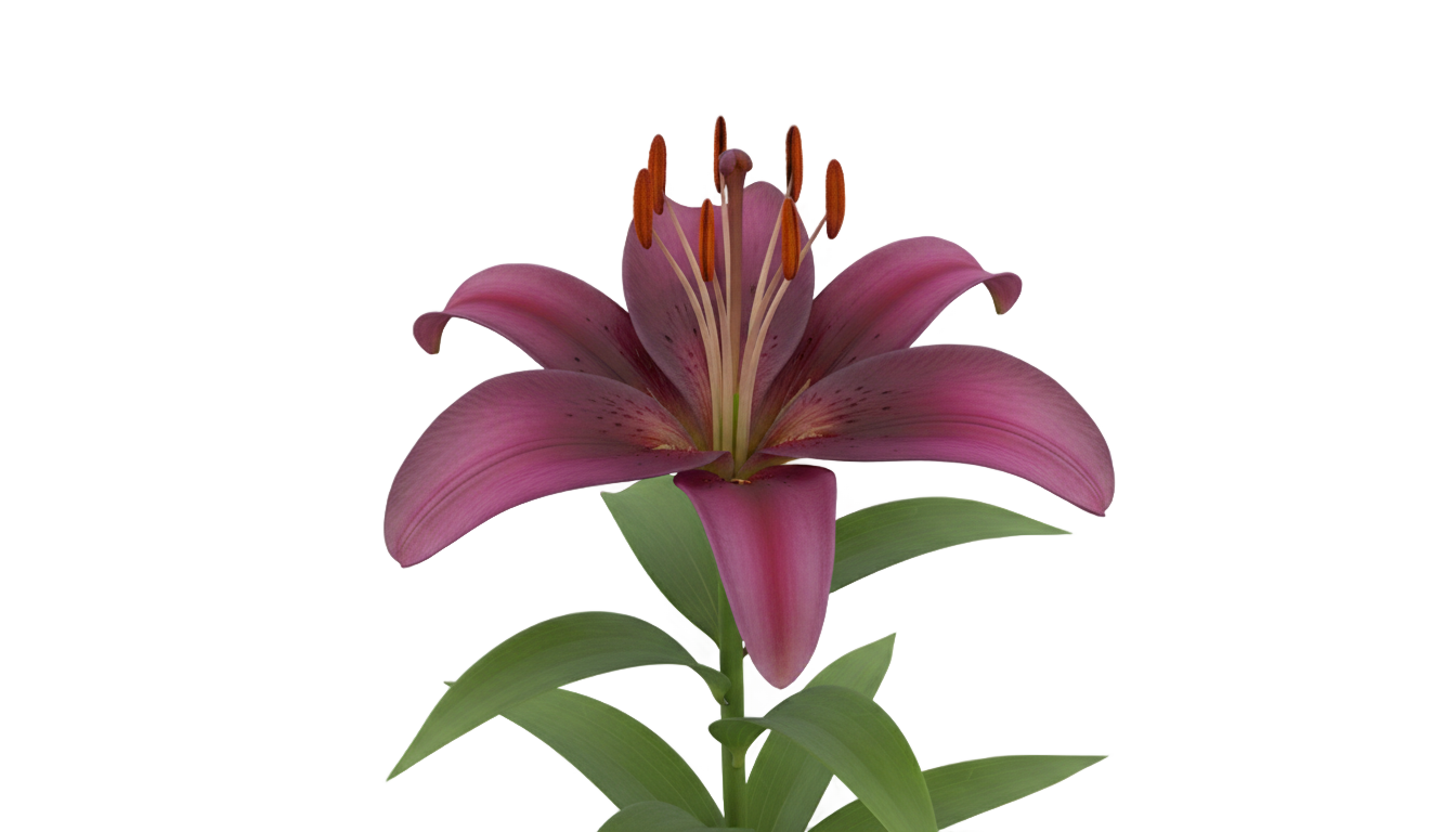 purple lily png PNG transparent background