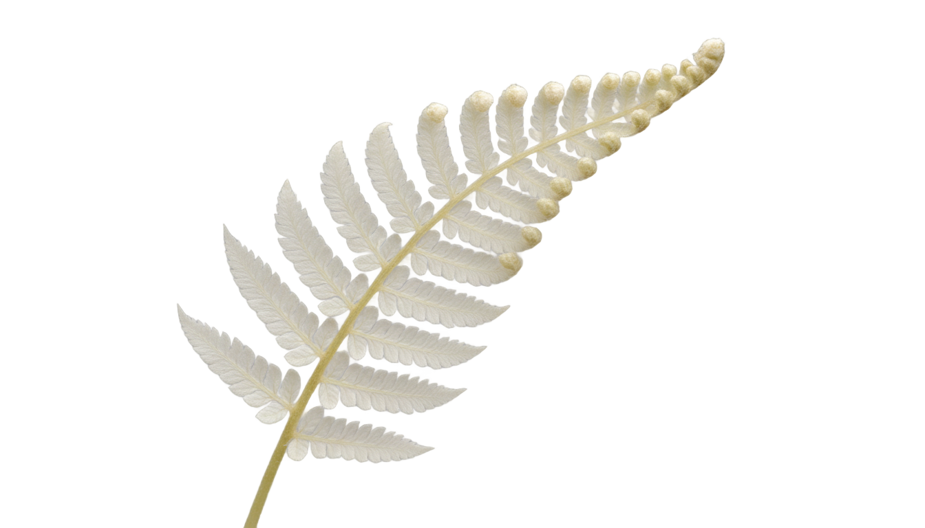 white fern png PNG transparent background