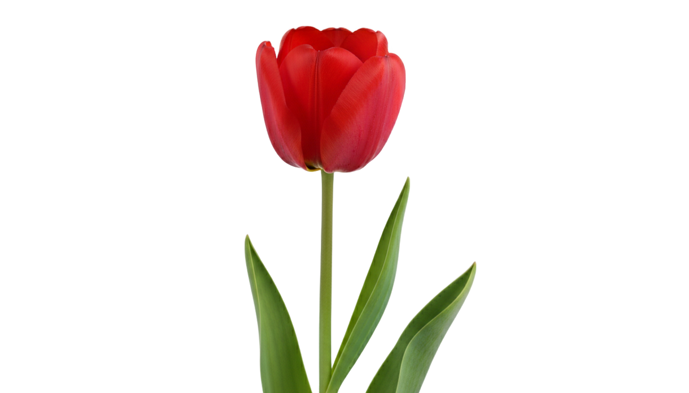 tulip clipart png PNG transparent background