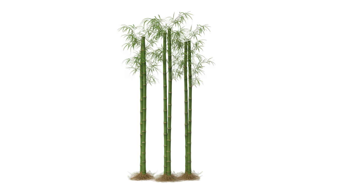 bamboo plants png PNG transparent background