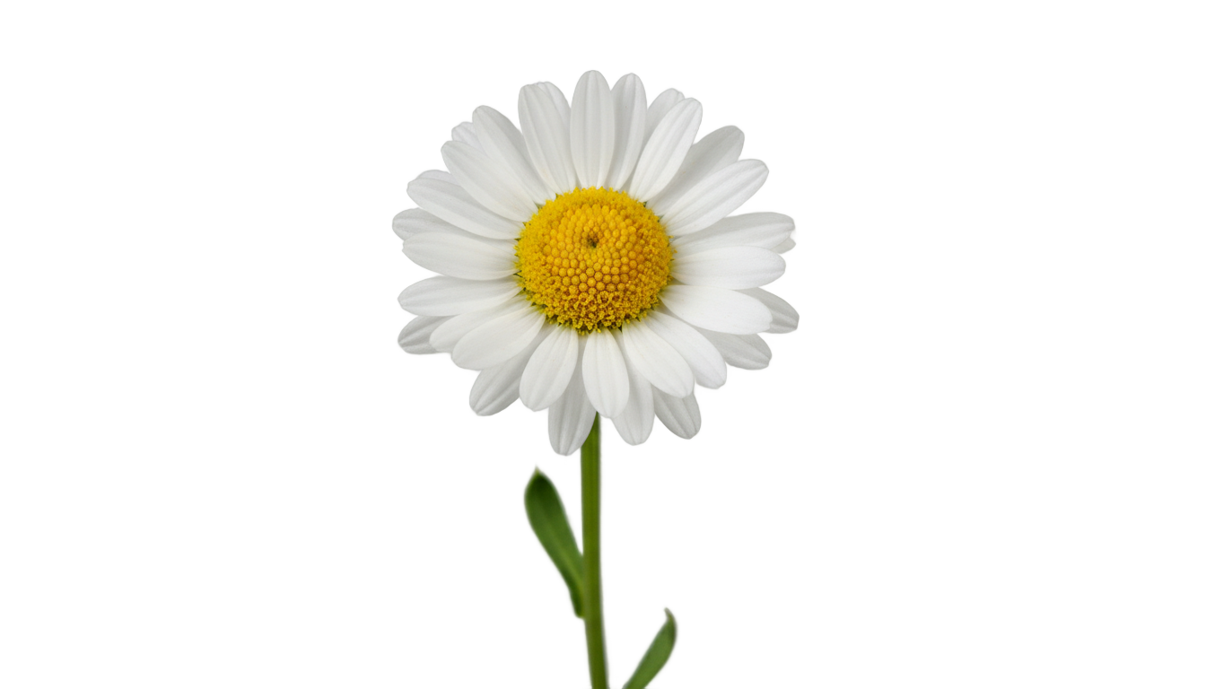 aesthetic daisy png PNG transparent background
