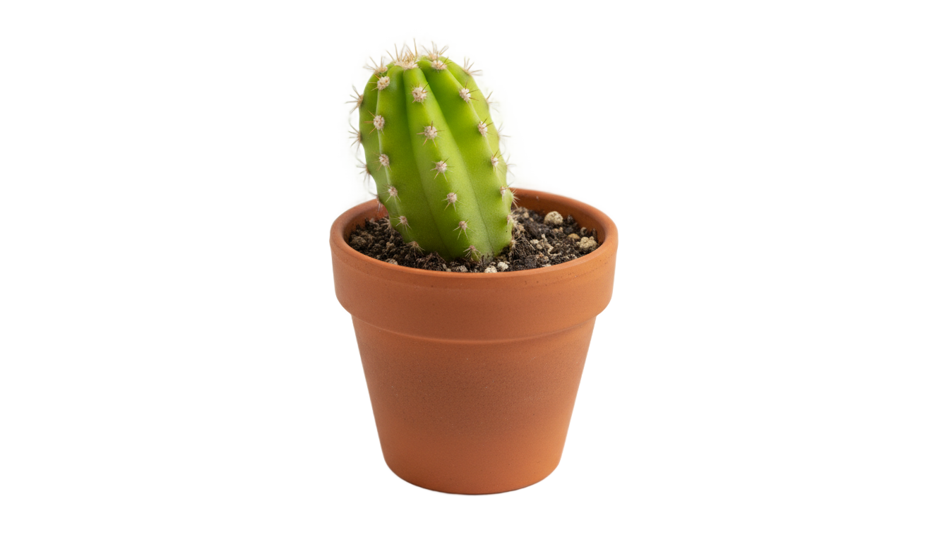 repair imei redmi 6a cactus png PNG transparent background