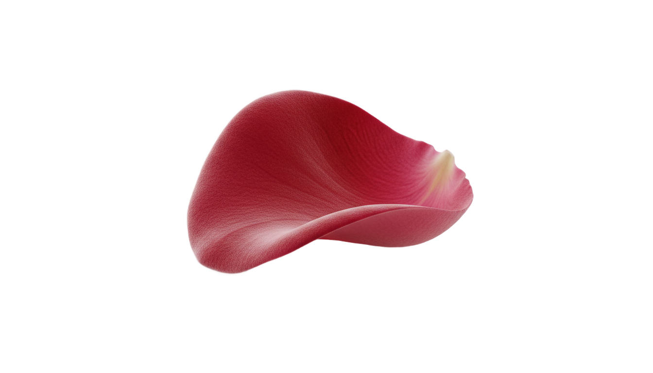 rose petal png PNG transparent background