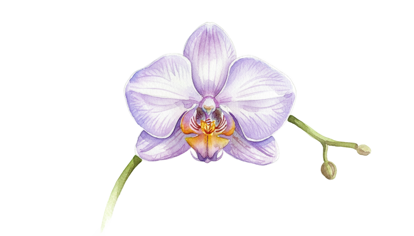 orchid watercolor png PNG transparent background