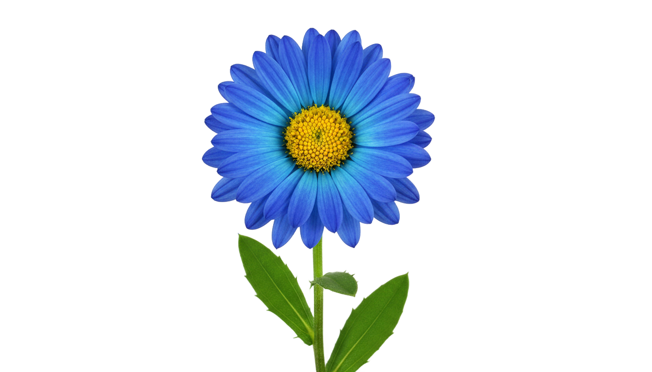 blue daisy flower png PNG transparent background