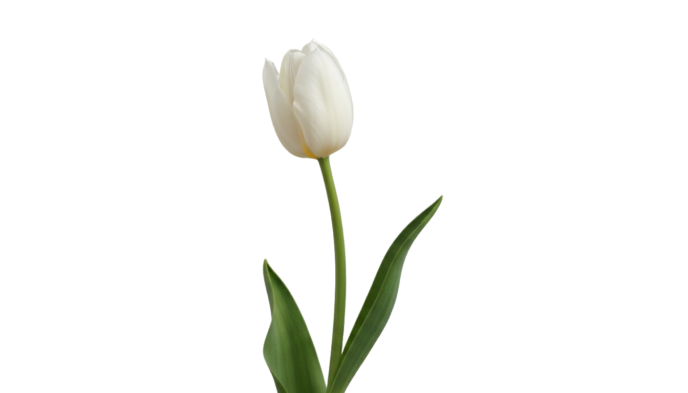 white tulip flower png PNG transparent background