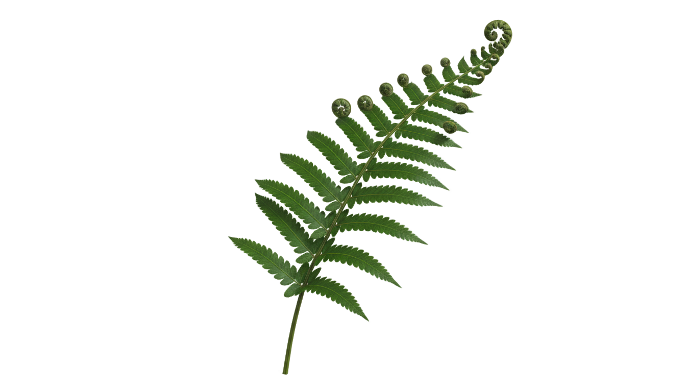 fern illustration png PNG transparent background