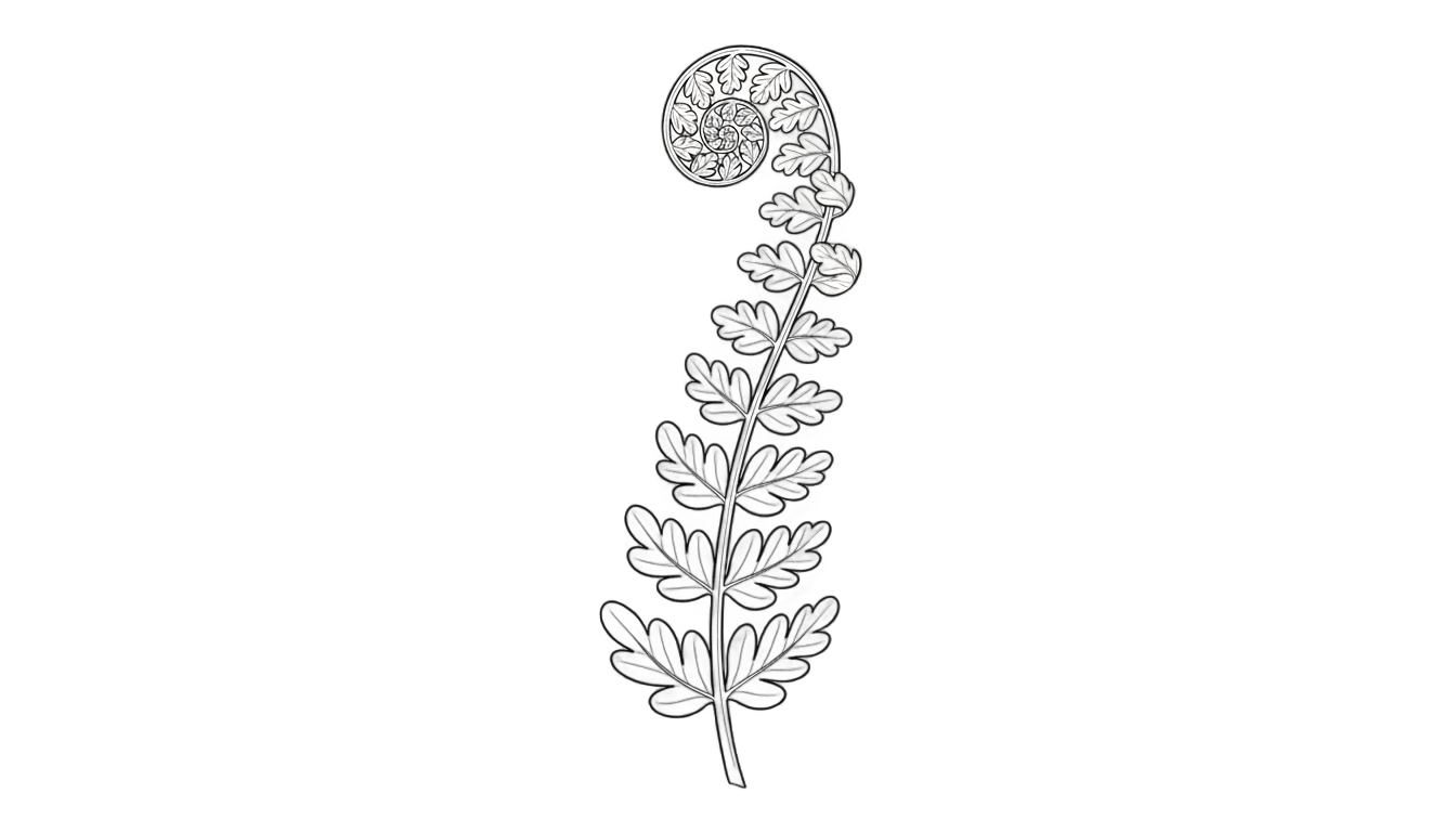 fern outline png PNG transparent background