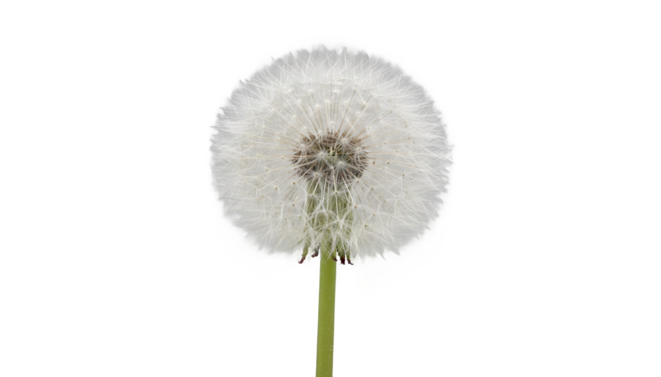 dandelion clipart png PNG transparent background