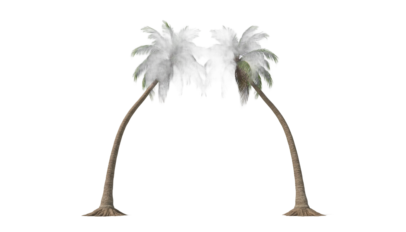 palm tree kiss png PNG transparent background