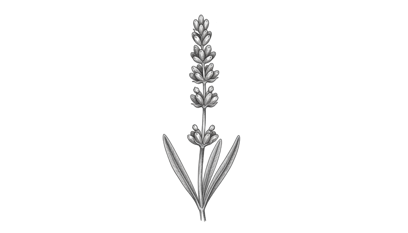 lavender png black and white PNG transparent background