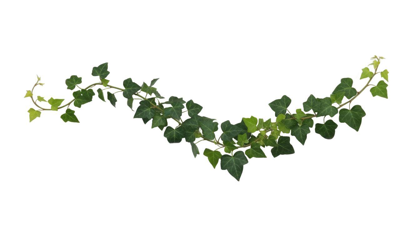 green ivy png PNG transparent background