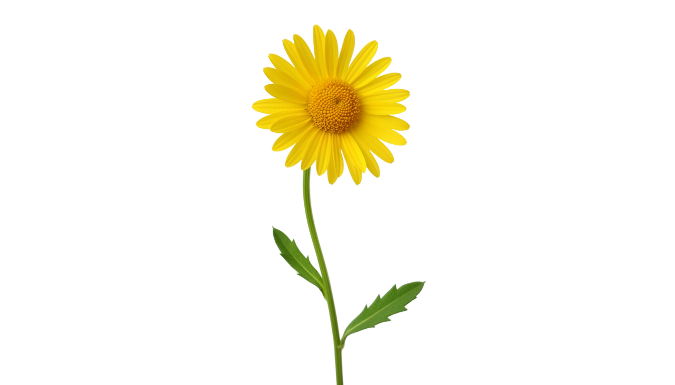 yellow daisy flower png PNG transparent background